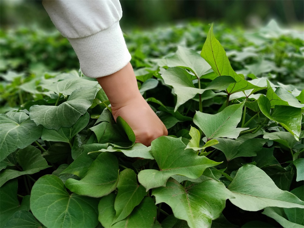 重慶葡萄采摘_菜園