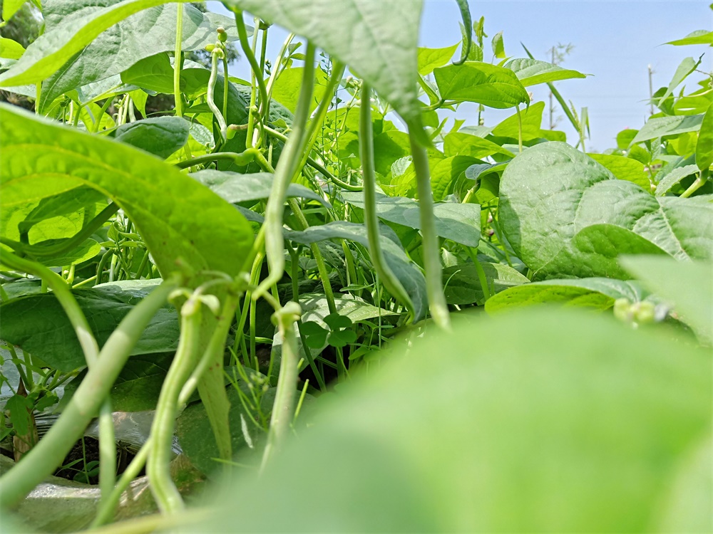 重慶葡萄采摘_菜園