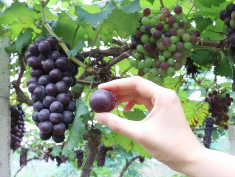 重慶葡萄園_葡萄植株的年生長發育周期是怎樣